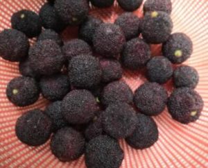 Bayberry Soup